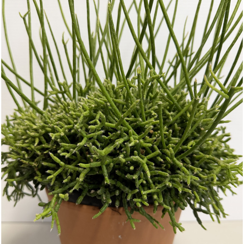 Coral Cactus (Rhipsalis Cereuscula) - Same Day Delivery