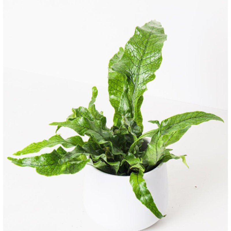 Mayfields Crocodile Fern  - Same Day Delivery