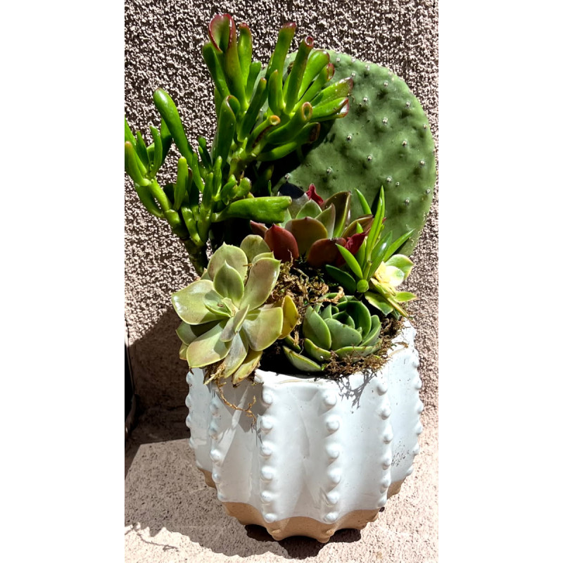 Mayfields Desert Thimble Succulent Garden - Same Day Delivery