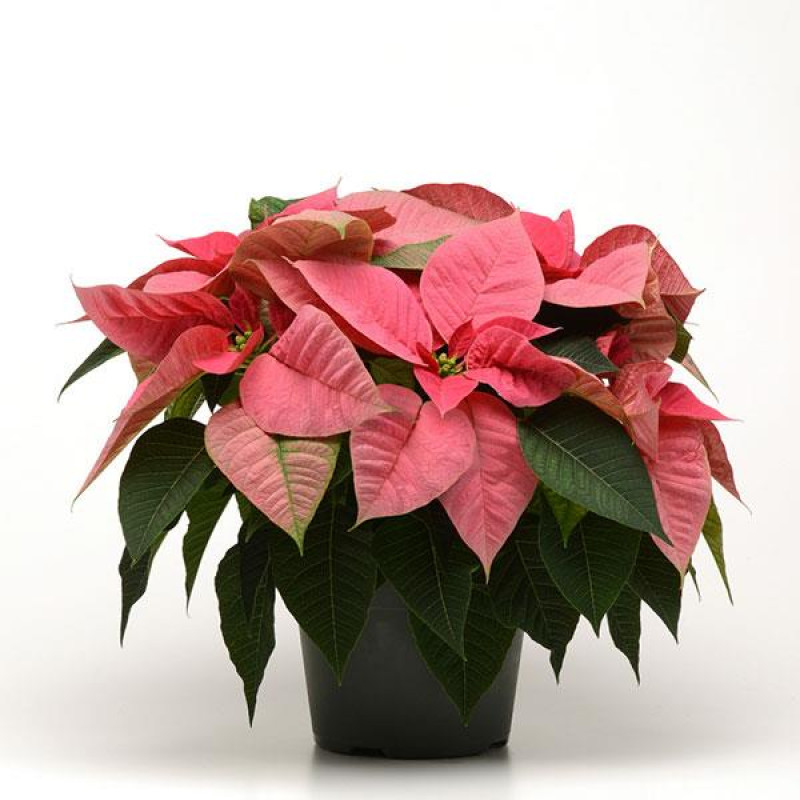 Pink Poinsettia - Same Day Delivery