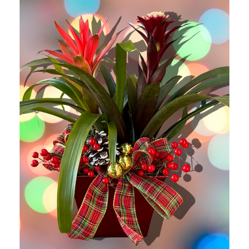 Christmas Bromeliad Combo - Same Day Delivery