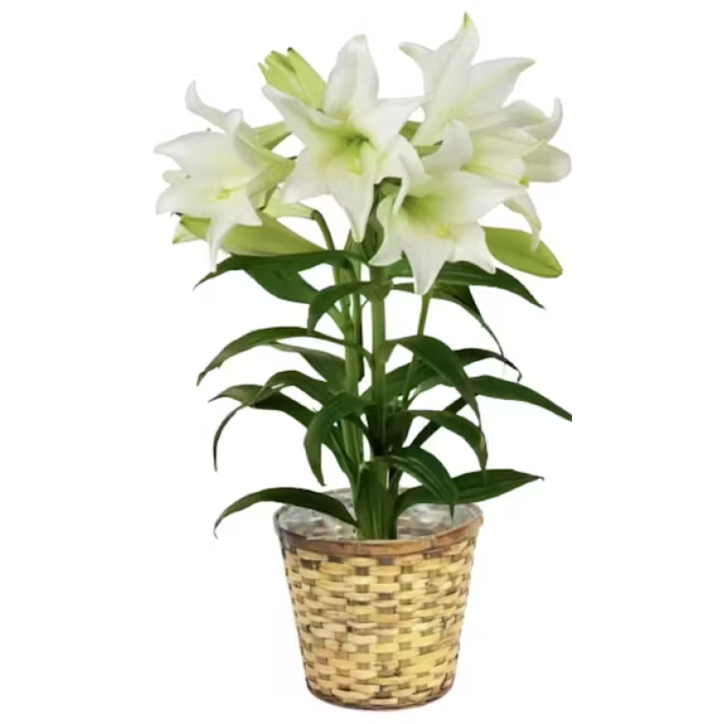Easter Lily Plant - Same Day Delivery
