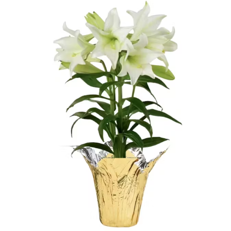 Easter Lily Plant - Same Day Delivery