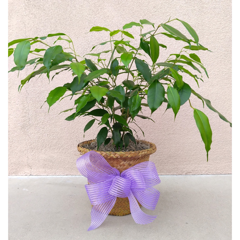 Mayfield Ficus Tree - Same Day Delivery