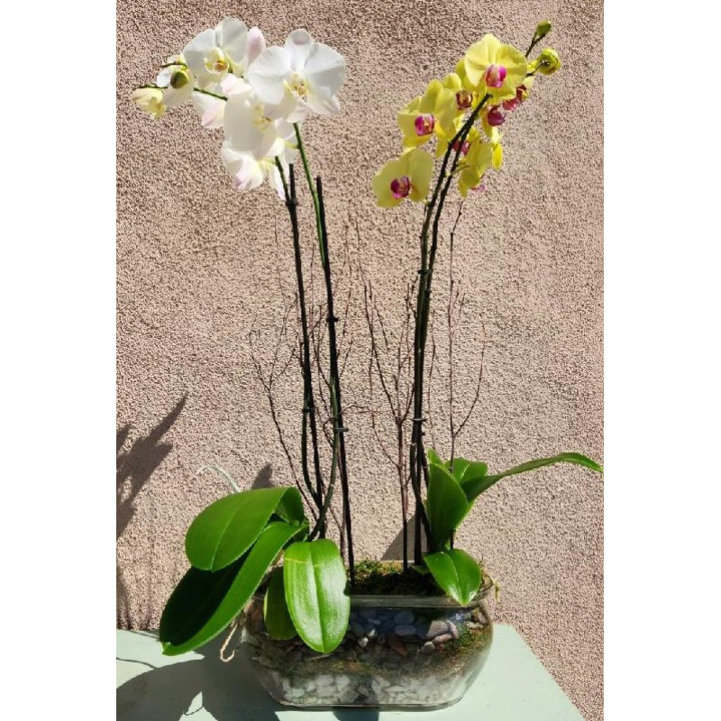 GLORIOUS GRATITUDE ORCHID  - Same Day Delivery