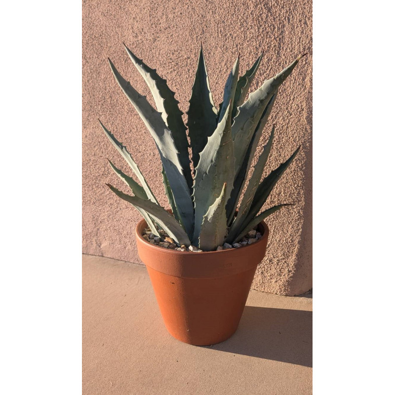 The Grande Agave - Same Day Delivery