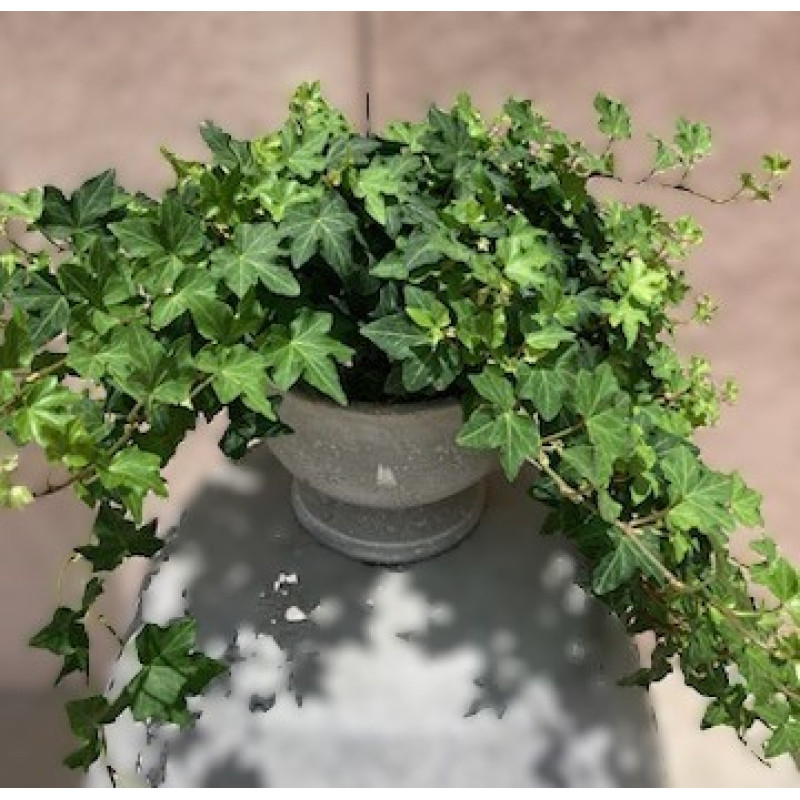 Mayfields Ivy plant  - Same Day Delivery