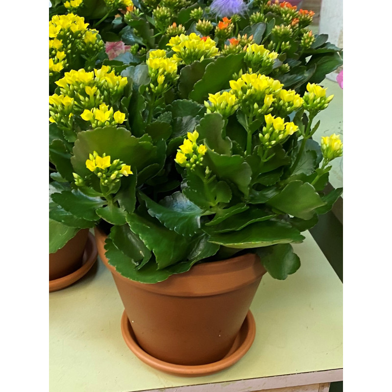 Kalanchoe  - Same Day Delivery