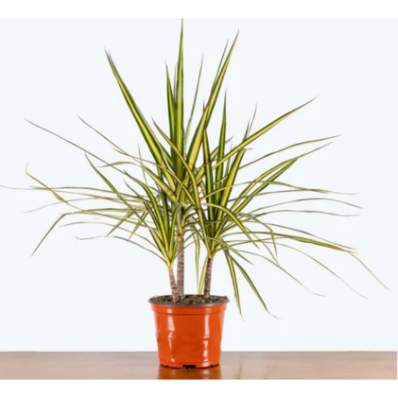 Kiwi Dracaena  - Same Day Delivery