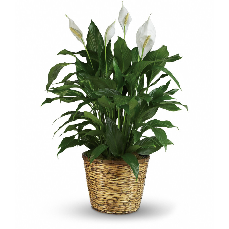 Simply Elegant Spathiphyllum   - Same Day Delivery