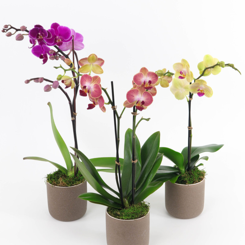 Phalaenopsis Mini Orchids  - Same Day Delivery