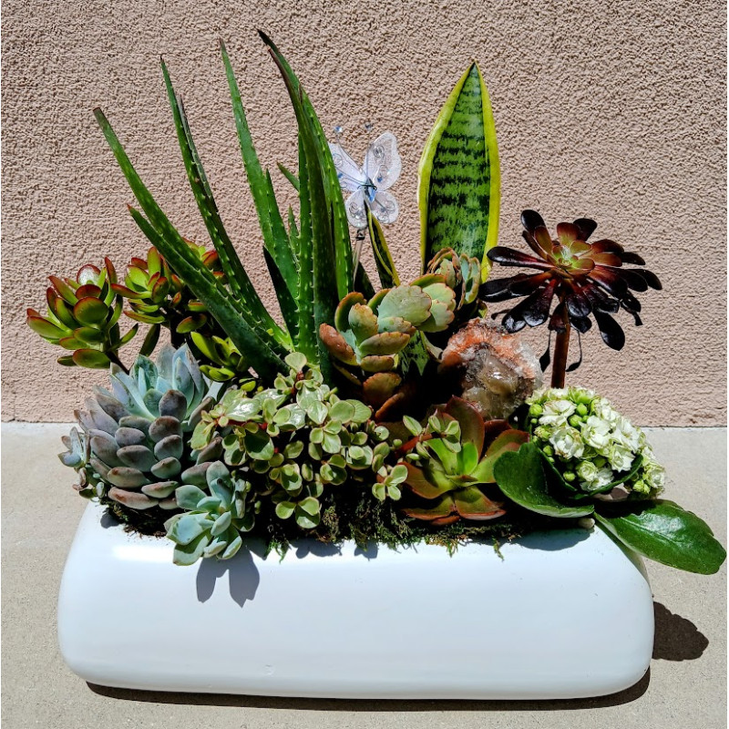 The Desert Oasis Garden  - Same Day Delivery