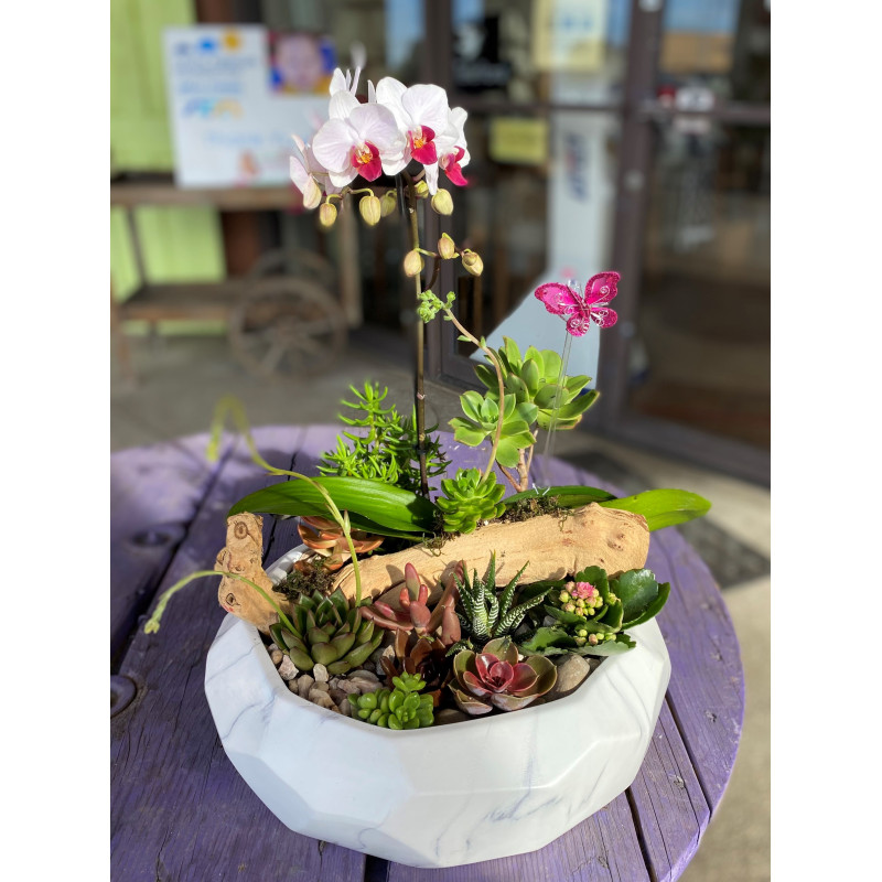Orchids & Succulent Garden  - Same Day Delivery
