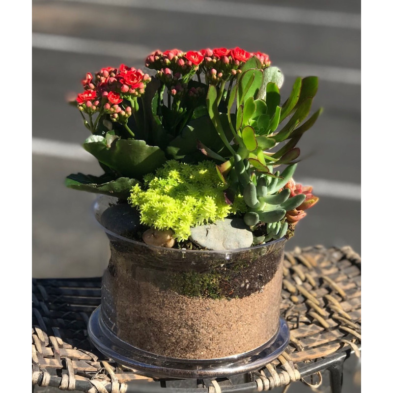 Terrarium Succulent Garden Medium - Same Day Delivery