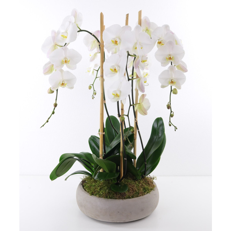 Orchid Elegance  - Same Day Delivery