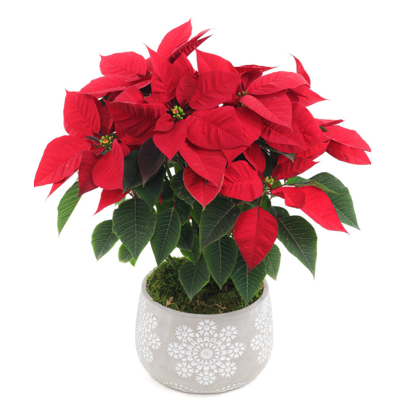 Snowflake Poinsettia - Same Day Delivery