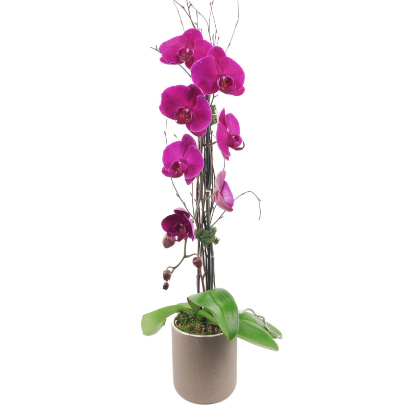 Purple Phalaenopsis Orchid - Same Day Delivery