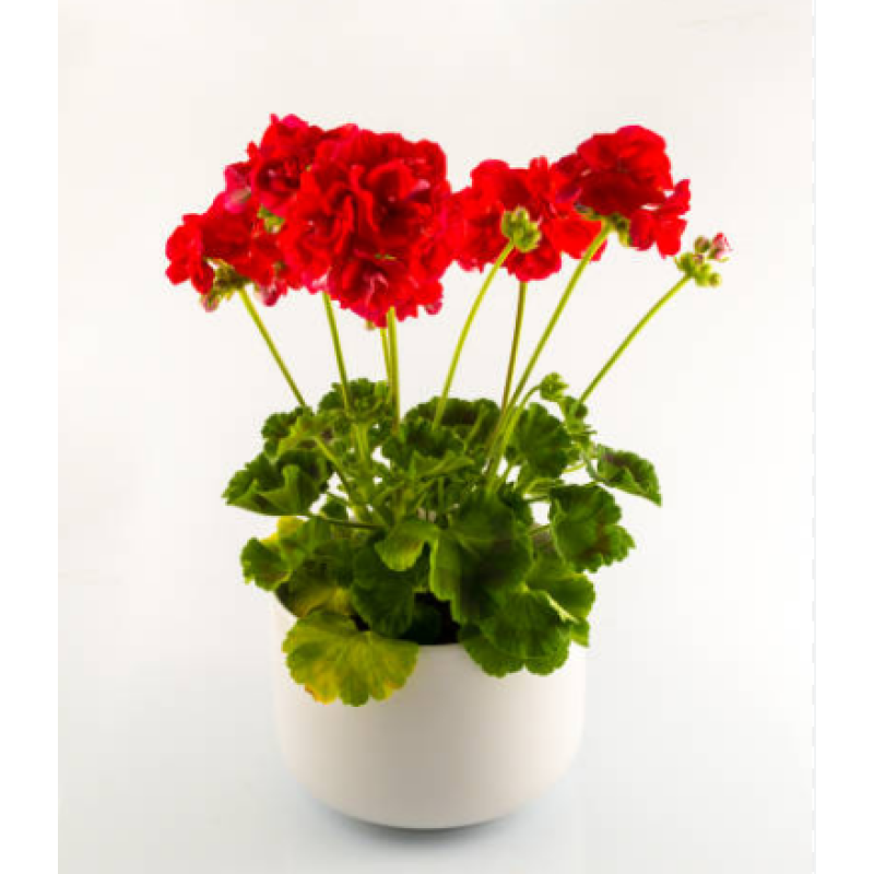 Red Geranium Plant - Same Day Delivery