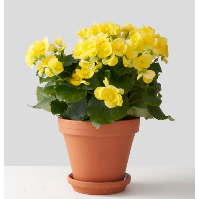 The Rieger Begonia - Same Day Delivery