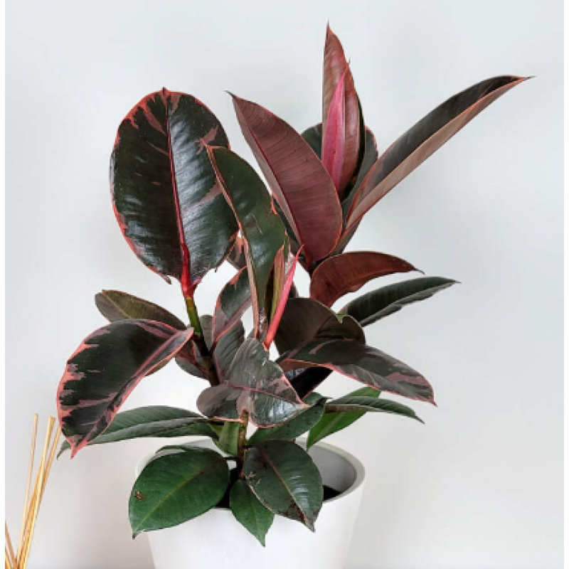 Mayfields Variegated Ficus Ruby Rubber Tree  - Same Day Delivery