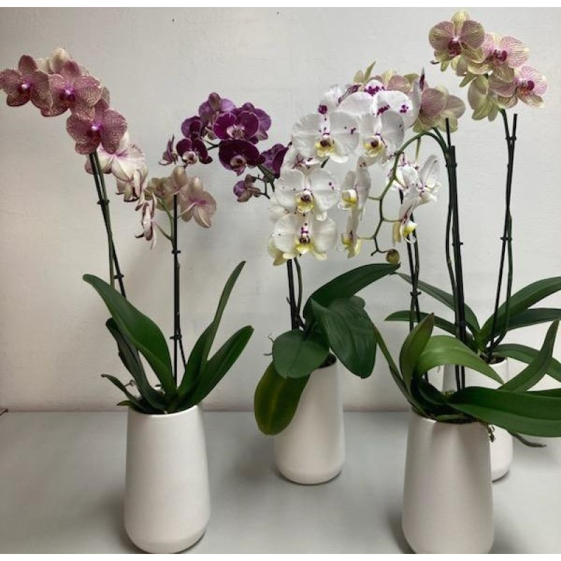 Mayfields Specialty Phalaenopsis Orchid - Same Day Delivery