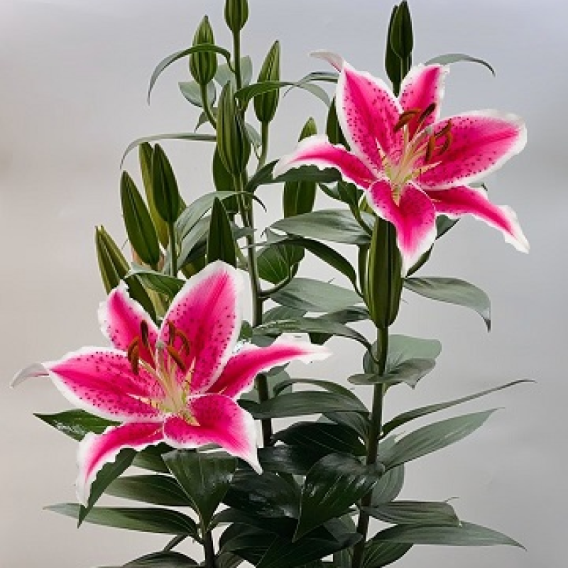 Oriental Lily Plant - Same Day Delivery