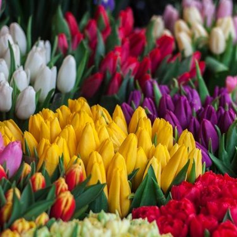 Potted Tulip Plants - Same Day Delivery