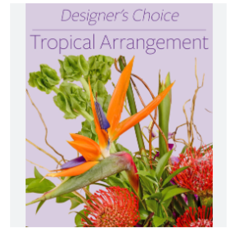 Tropical Designers Choice  - Same Day Delivery