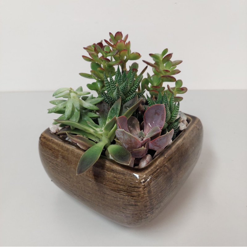 Tucson Succulent Garden - Same Day Delivery