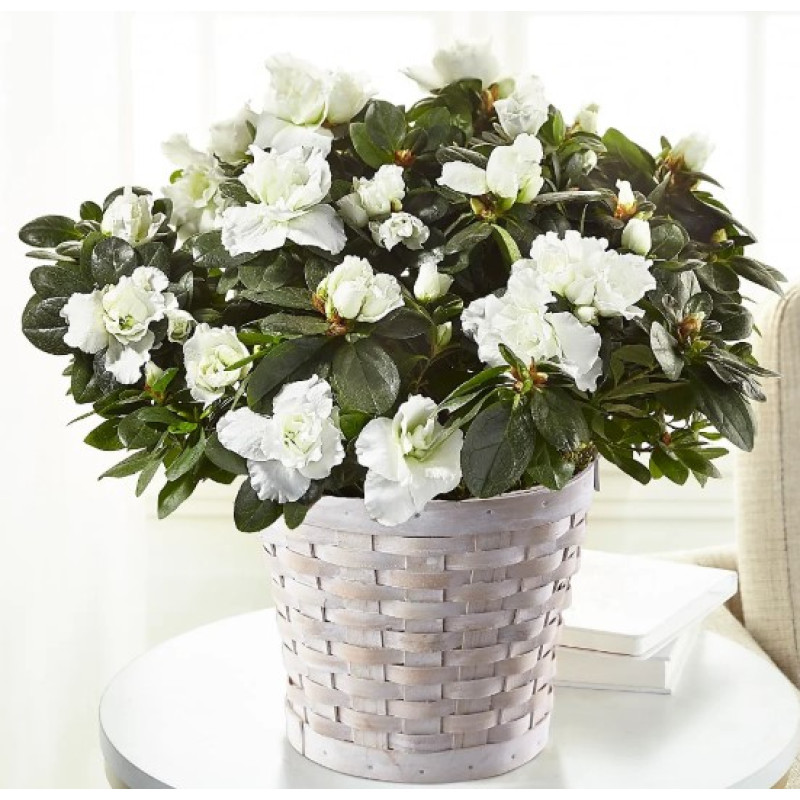 White Azalea - Same Day Delivery