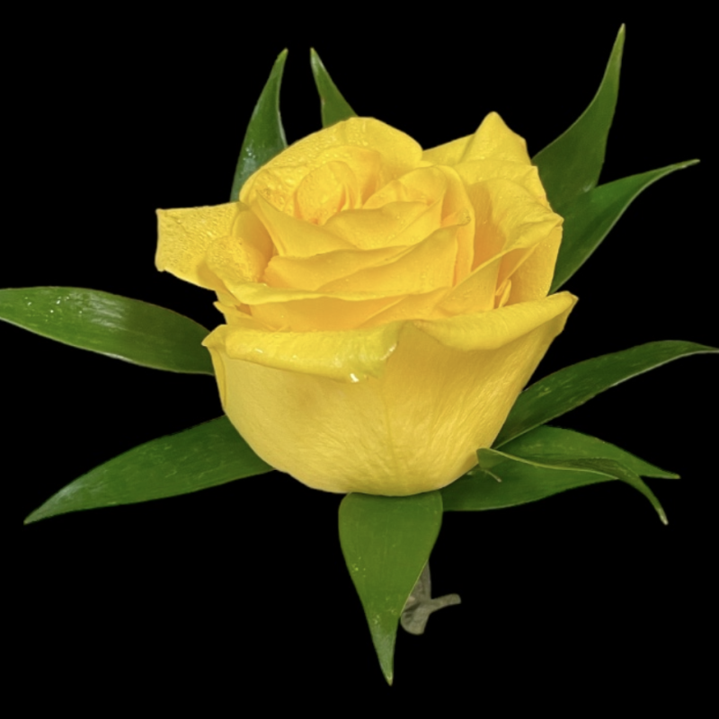 Yellow Rose Boutonniere - Same Day Delivery